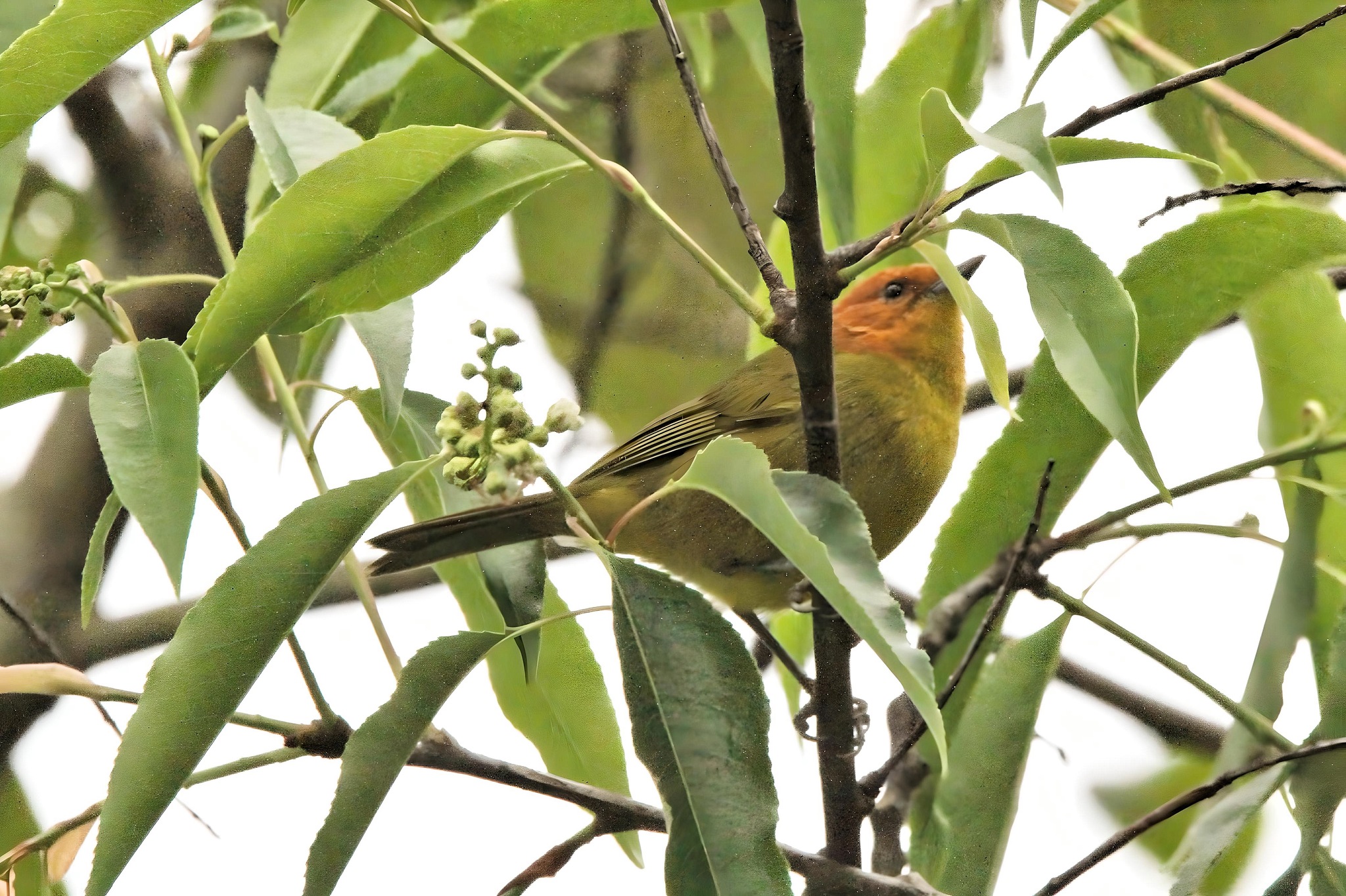 Rust-and-yellow Tanager (Thlypopsis ruficeps), photo 9