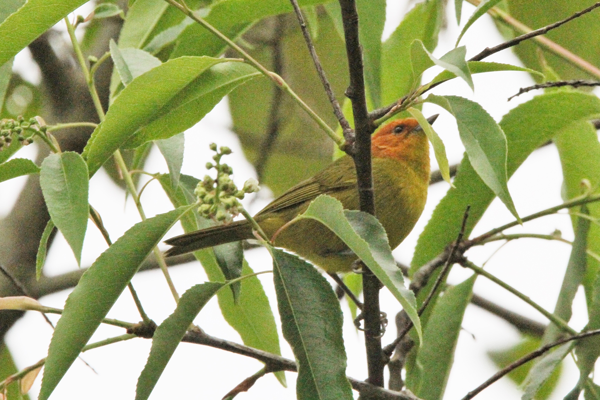 Rust-and-yellow Tanager (Thlypopsis ruficeps), photo 10