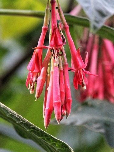 Fuchsia boliviana