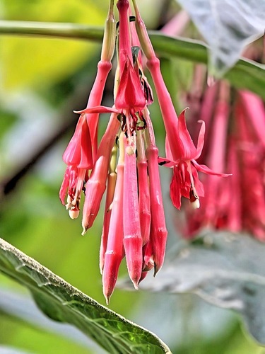 Fuchsia boliviana
