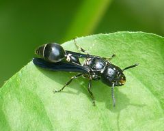 Zethus spinipes variegatus