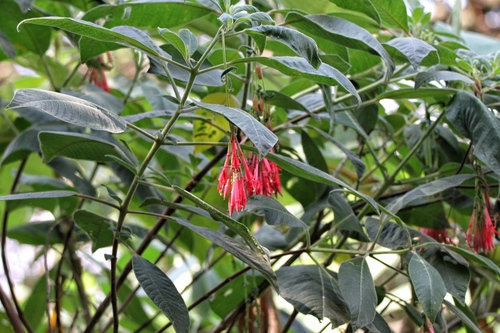 Fuchsia boliviana