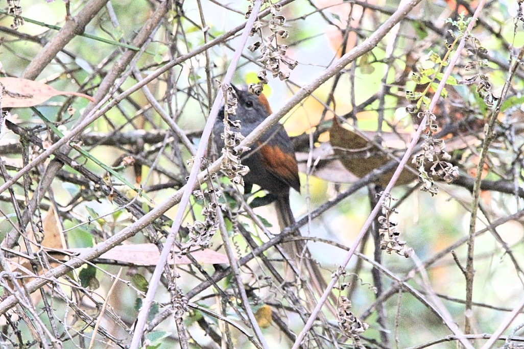 Apurimac Spinetail (Synallaxis courseni), photo 2