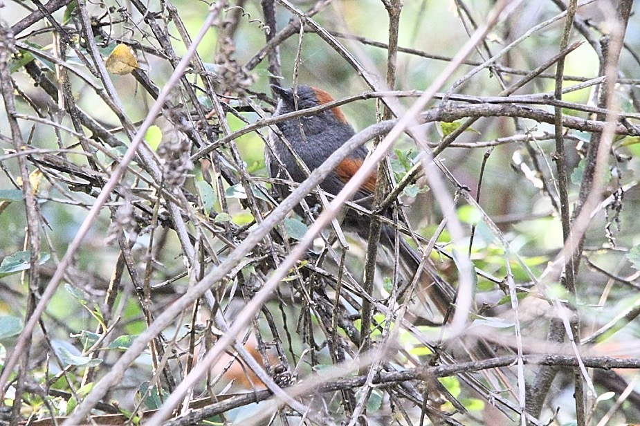 Apurimac Spinetail (Synallaxis courseni), photo 1