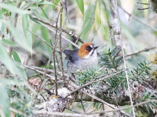 Apurimac Brushfinch (Atlapetes forbesi), photo 8