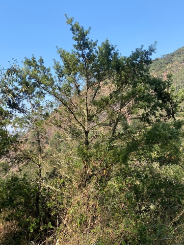 Podocarpus glomeratus, photograph 5