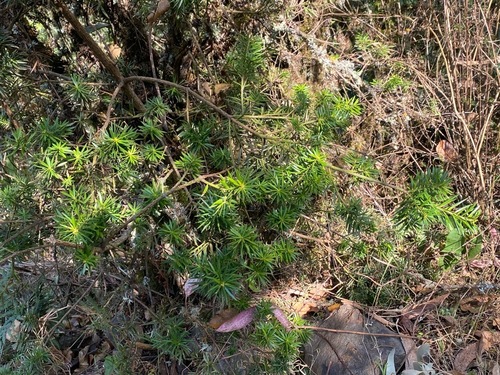 Podocarpus glomeratus, photograph 1