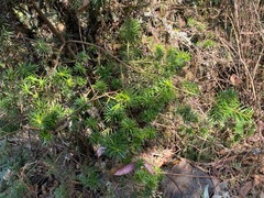 Podocarpus glomeratus, photograph (c) capacoscar, some rights reserved (CC BY)
