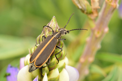 Epicauta cinctipennis