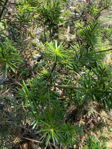 Podocarpus glomeratus, photograph 4