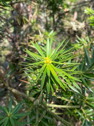 Podocarpus glomeratus, photograph 3