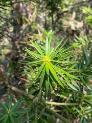 Podocarpus glomeratus, photograph (c) capacoscar, some rights reserved (CC BY)