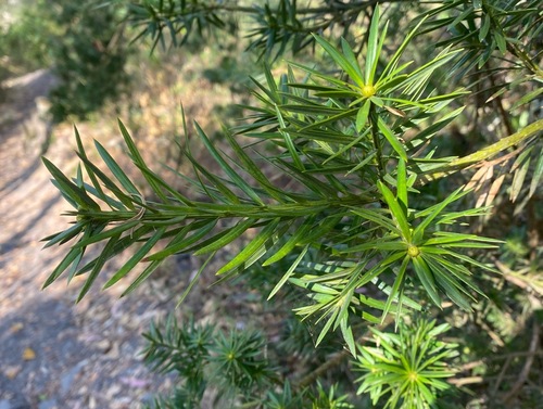 Podocarpus glomeratus, photograph 2