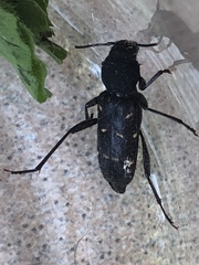 Xylotrechus mormonus