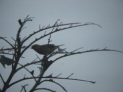 Sporophila nigricollis