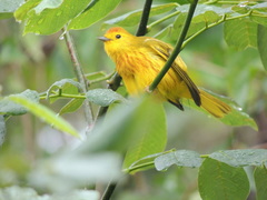 Setophaga petechia rufivertex