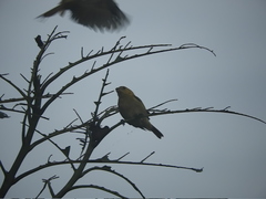 Sporophila nigricollis