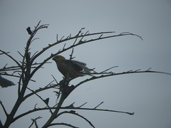 Sporophila nigricollis