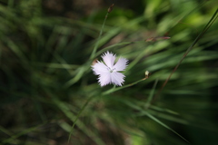 Dianthus zeyheri