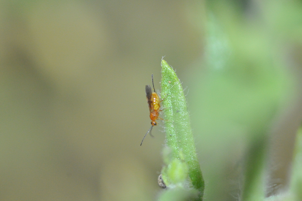 Psyttalia concolor