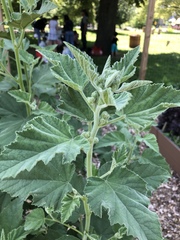 Althaea