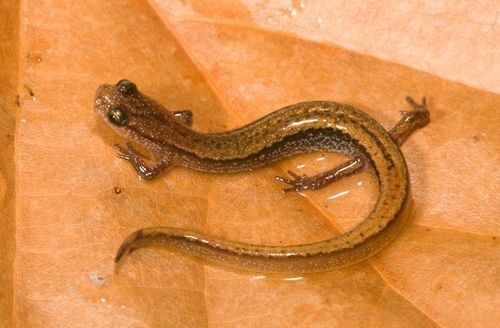 Western Dwarf Salamander