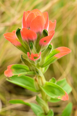 Castilleja nervata