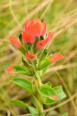 Castilleja nervata