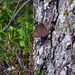 Lapland Ringlet - Photo (c) Gabriel Jamie, some rights reserved (CC BY-NC), uploaded by Gabriel Jamie