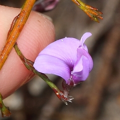 Amphithalea biovulata
