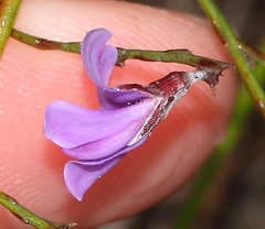 Amphithalea biovulata