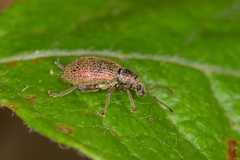 Phyllobius squamosus