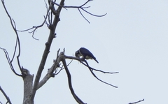 Microhierax fringillarius