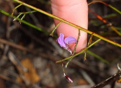 Amphithalea biovulata