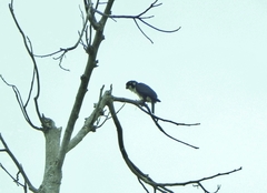 Microhierax fringillarius