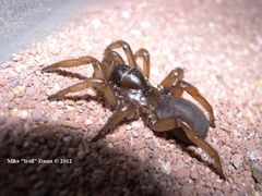 Promyrmekiaphila