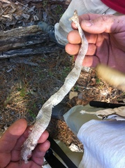 Lampropeltis gentilis