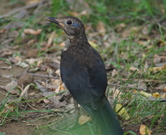 Chinese Blackbird photo 5