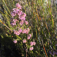 Erica eriocephala