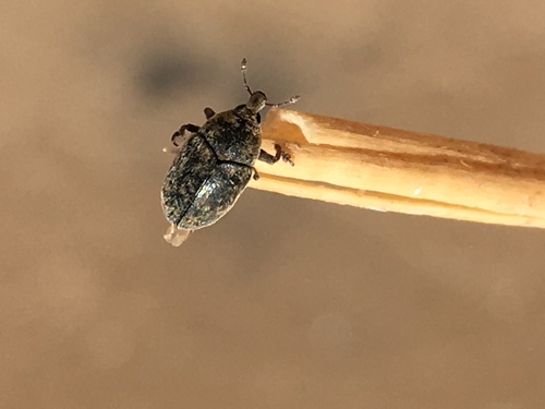 Lesser Knapweed Flower Weevil photo 5