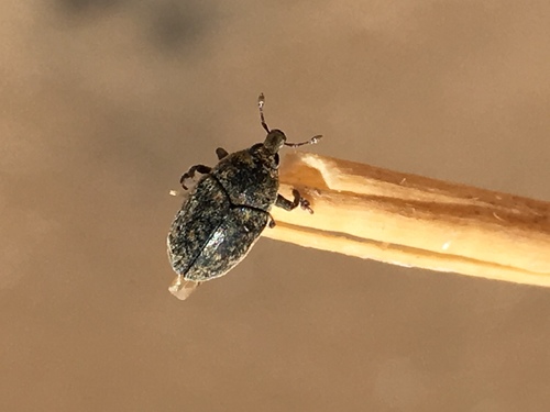Lesser Knapweed Flower Weevil