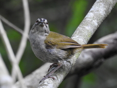 Arremonops chloronotus