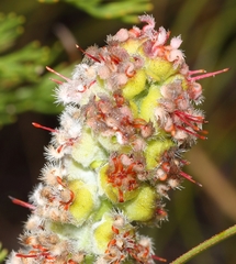 Paranomus abrotanifolius