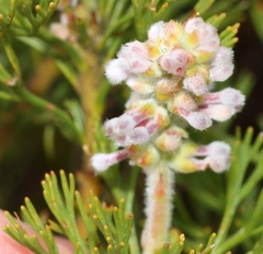 Paranomus abrotanifolius