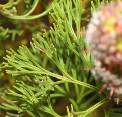 Paranomus abrotanifolius