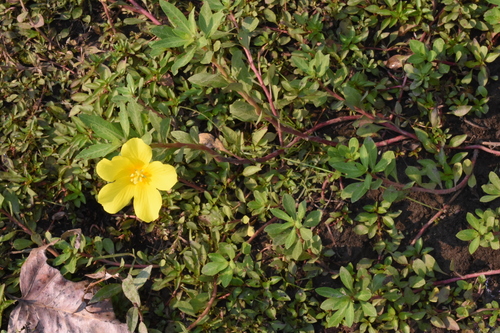 Image of Ludwigia hexapetala by (c) Gabriel Campbell-Martinez, some rights reserved (CC BY)