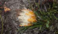 Protea aspera