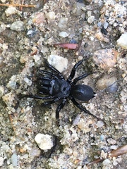 Sphodros niger