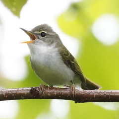 Ijima's Leaf Warbler photo 2