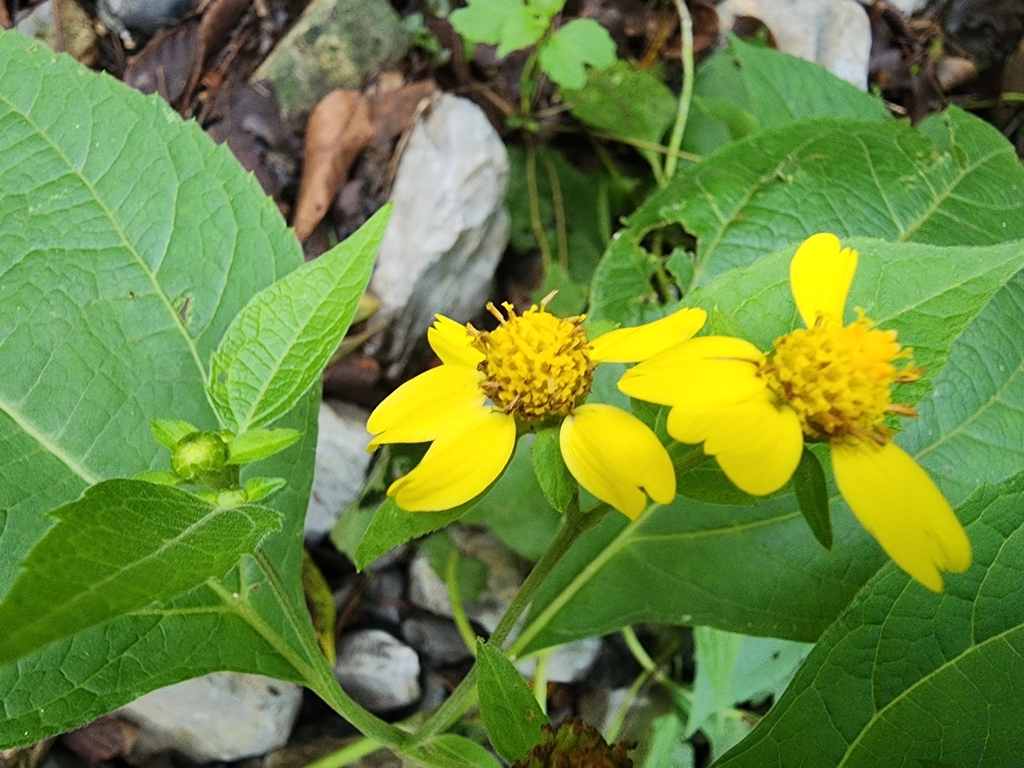 Greenmaniella resinosa
